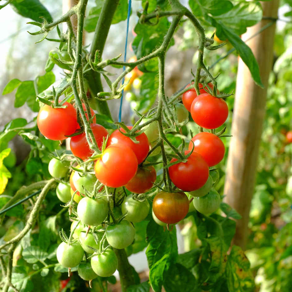 Tomate Cerise bio - La Boîte à Graines