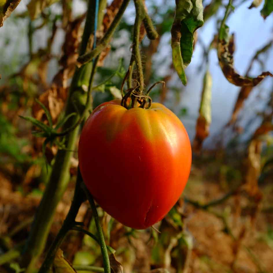 Graines BIO TOMATE PETIT COEUR DE BOEUF - Livraison Gratuite!