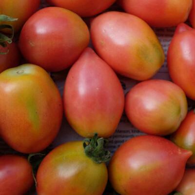 20x Graines Arc-en-Ciel Tomate Graines Tomatoe Graines Légumes Graines de  Fruit