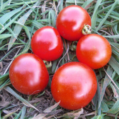 Tomate délice du Jardinier bio