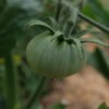 Plante Tomate evergreen bio