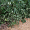 Plante Tomate evergreen bio