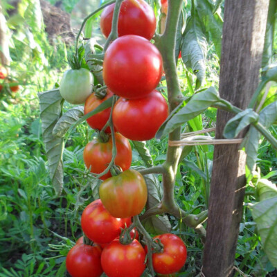 Tomate glacier bio