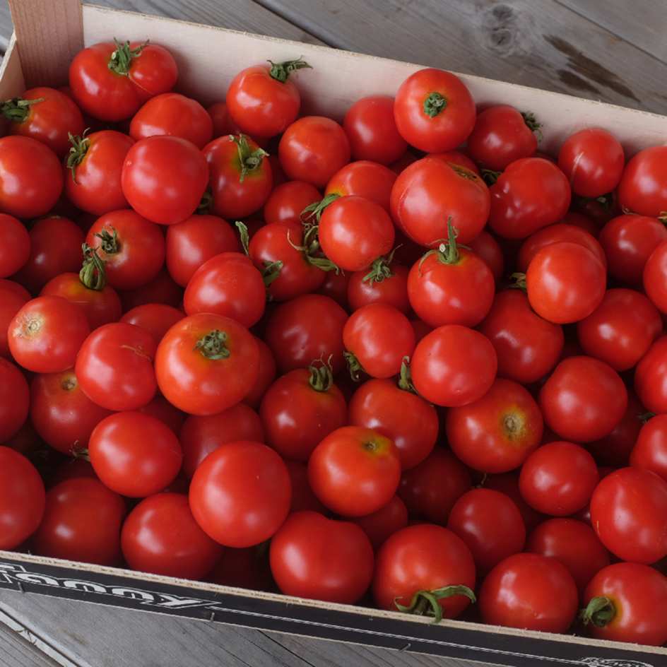 tomate-glacier-bio-semence-boite-a-graines-2025 (2)_WEB Tomate Glacier suédoise précoce, douce, résistante au froid, culture en pot possible. Semences reproductible produites en Vendée.