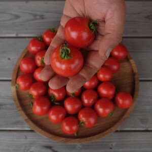 Tomate Glacier suédoise précoce, douce, résistante au froid, culture en pot possible. Semences reproductible produites en Vendée.