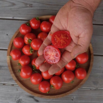 Tomate Glacier suédoise précoce, douce, résistante au froid, culture en pot possible. Semences reproductible produites en Vendée.