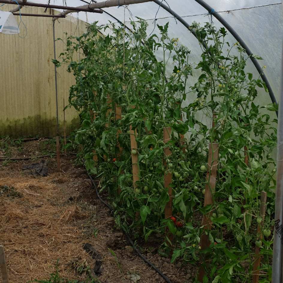 tomate-glacier-bio-semence-la-boite-a-graines-2025 (5)_WEB Tomate Glacier suédoise précoce, douce, résistante au froid, culture en pot possible. Semences reproductible produites en Vendée.