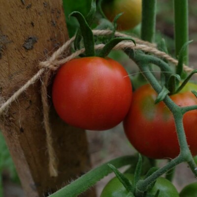 Tomate Glacier suédoise précoce, douce, résistante au froid, culture en pot possible. Semences reproductible produites en Vendée.