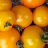 tomate gold robin bio