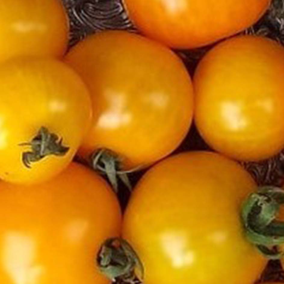 Tomate Gold Robin Bio