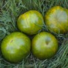 Tomate Green Zebra bio