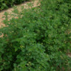 Tomate Yellow Currant bio