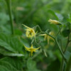 Tomate Yellow Currant bio