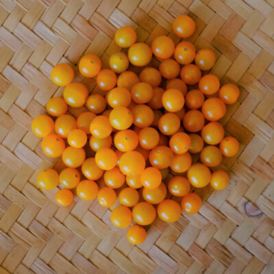 Tomate Yellow Currant bio