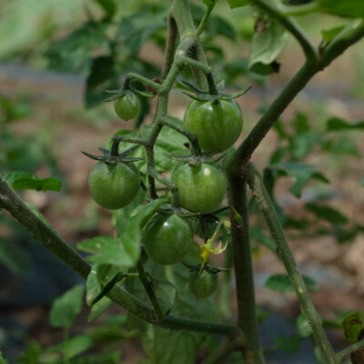 Tomate Yellow Currant bio