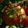 tomate marmande bio