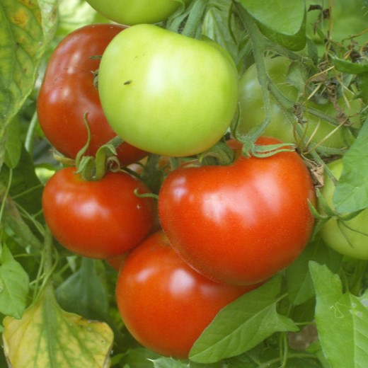 TOMATE de Nice - Graines paysannes artisanales