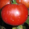 Tomate Merveille des marchés bio