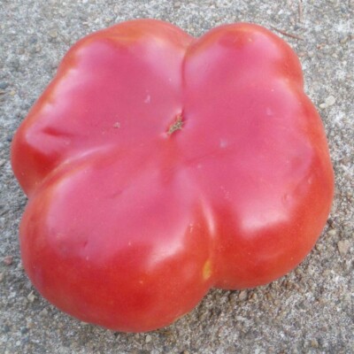 tomate montserrat bio