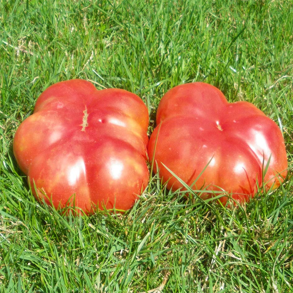 Tomate Montserrat Bio