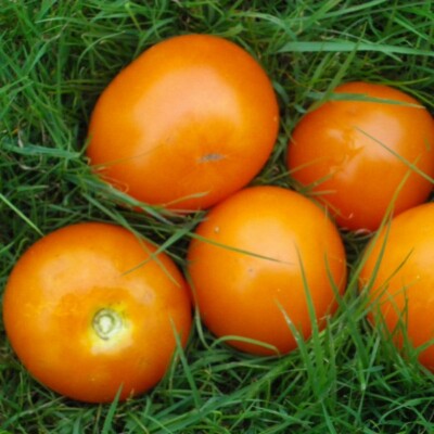 Tomate Moonglow bio