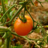 Tomate Orange Queen bio