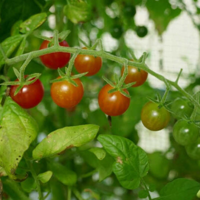 Graines Tomate Cœur bœuf - Aubépin, Semences Biologiques