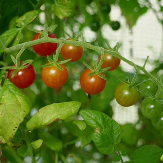 Tomate Petit Moineau Bio - La Boîte à Graines