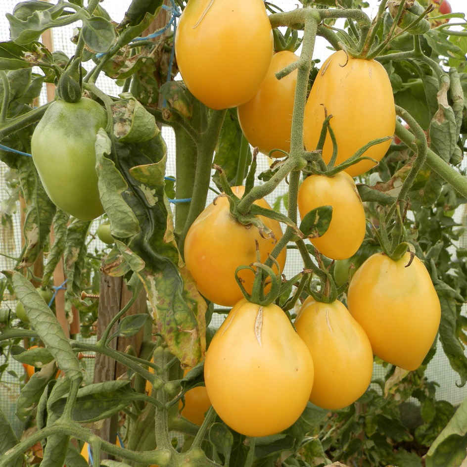 Tomate cerise jaune - Acheter des graines