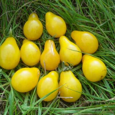 Tomate poire jaune bio