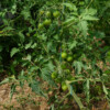 Tomate poire rouge bio