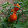 Tomate poire rouge bio