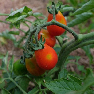 Tomate poire rouge bio