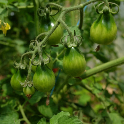 Tomate poire rouge bio