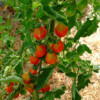 Tomate poire rouge bio