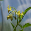 Tomate poire rouge bio