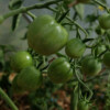 Tomate précoce de Quimper bio