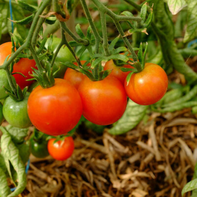 Tomate précoce de Quimper bio