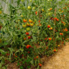 Tomate précoce de Quimper bio