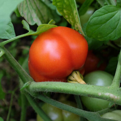 Tomate précoce de Quimper bio