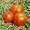 tomate promyck