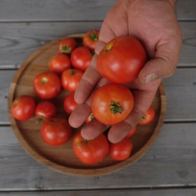 Photo de tomate précoce juste récoltés, prêtes à manger!