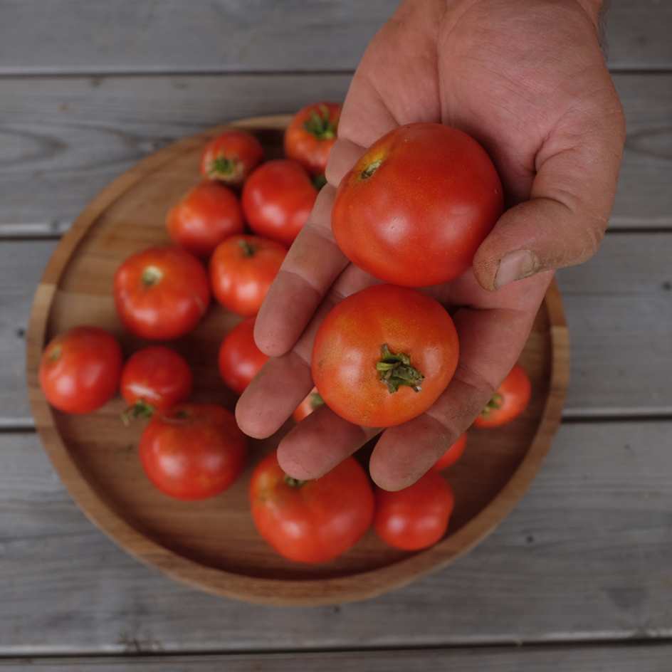 tomate-promyck-bio-semence-boite-a-graines-2025 (1)_WEB Photo de tomate précoce juste récoltés, prêtes à manger!