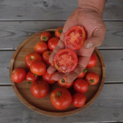 Photo de tomate précoce juste récoltés, prêtes à manger!