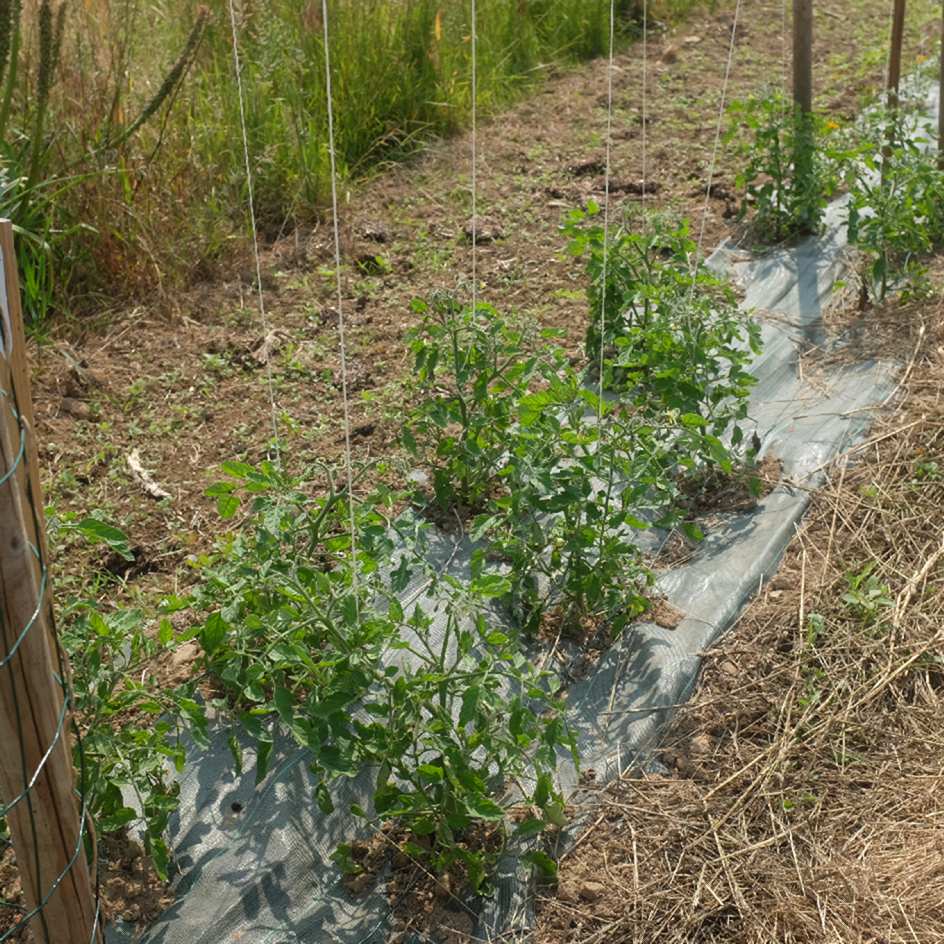 tomate-promyck-bio-semence-la-boite-a-graines-2025 (1)_WEB Photo de tomate précoce juste récoltés, prêtes à manger!