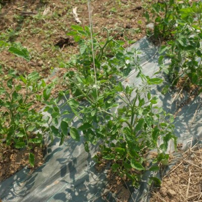 Photo de tomate précoce juste récoltés, prêtes à manger!