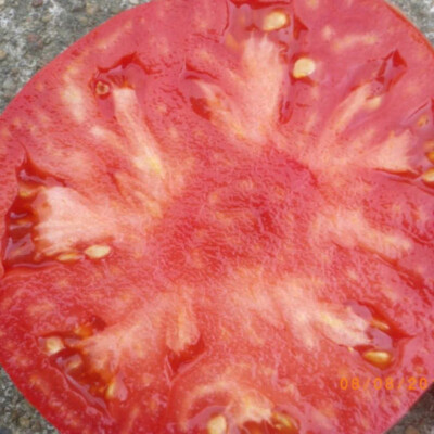 Tomate Prudens Purple chair bio