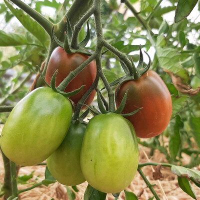 Tomate Prune noire bio
