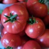 Tomate Rose de Berne bio