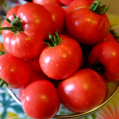 Tomate Rose de Berne bio